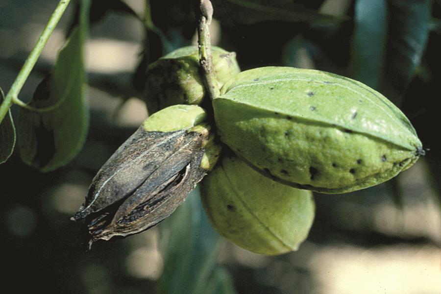 Anthracnose on Shucks