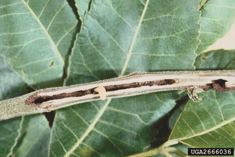 Hickory Shoot Curculio Larva