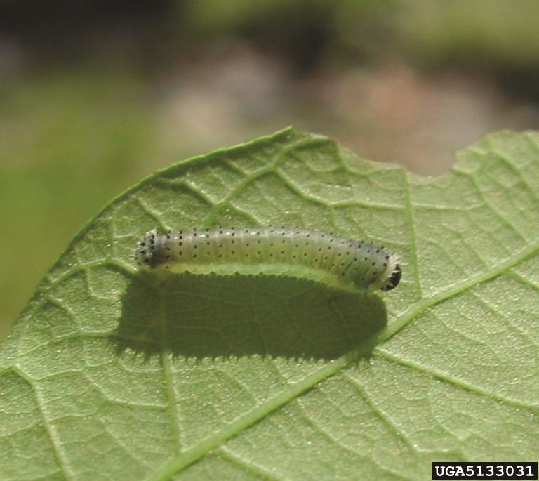 Sawfly