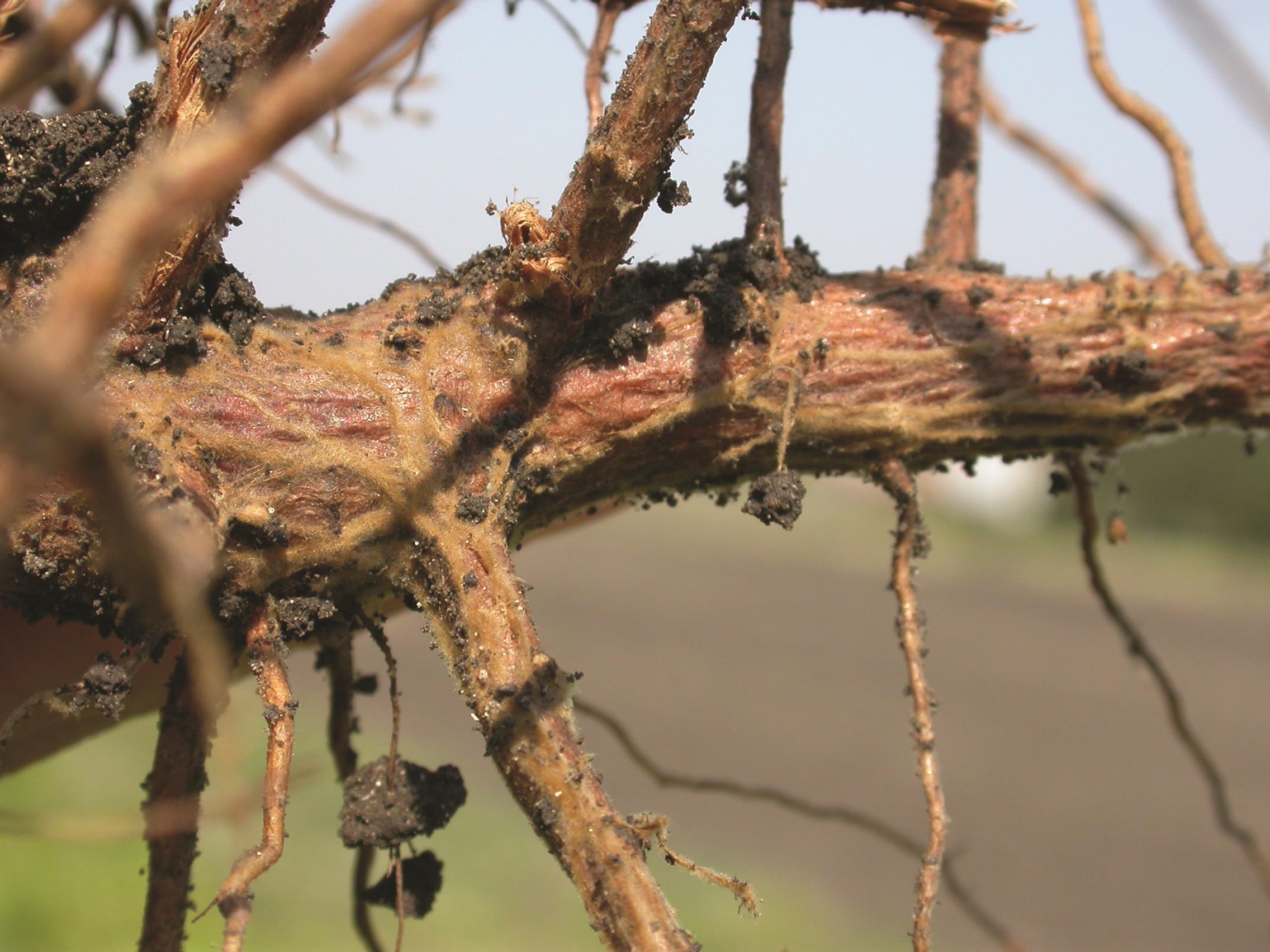 Cotton Root Rot