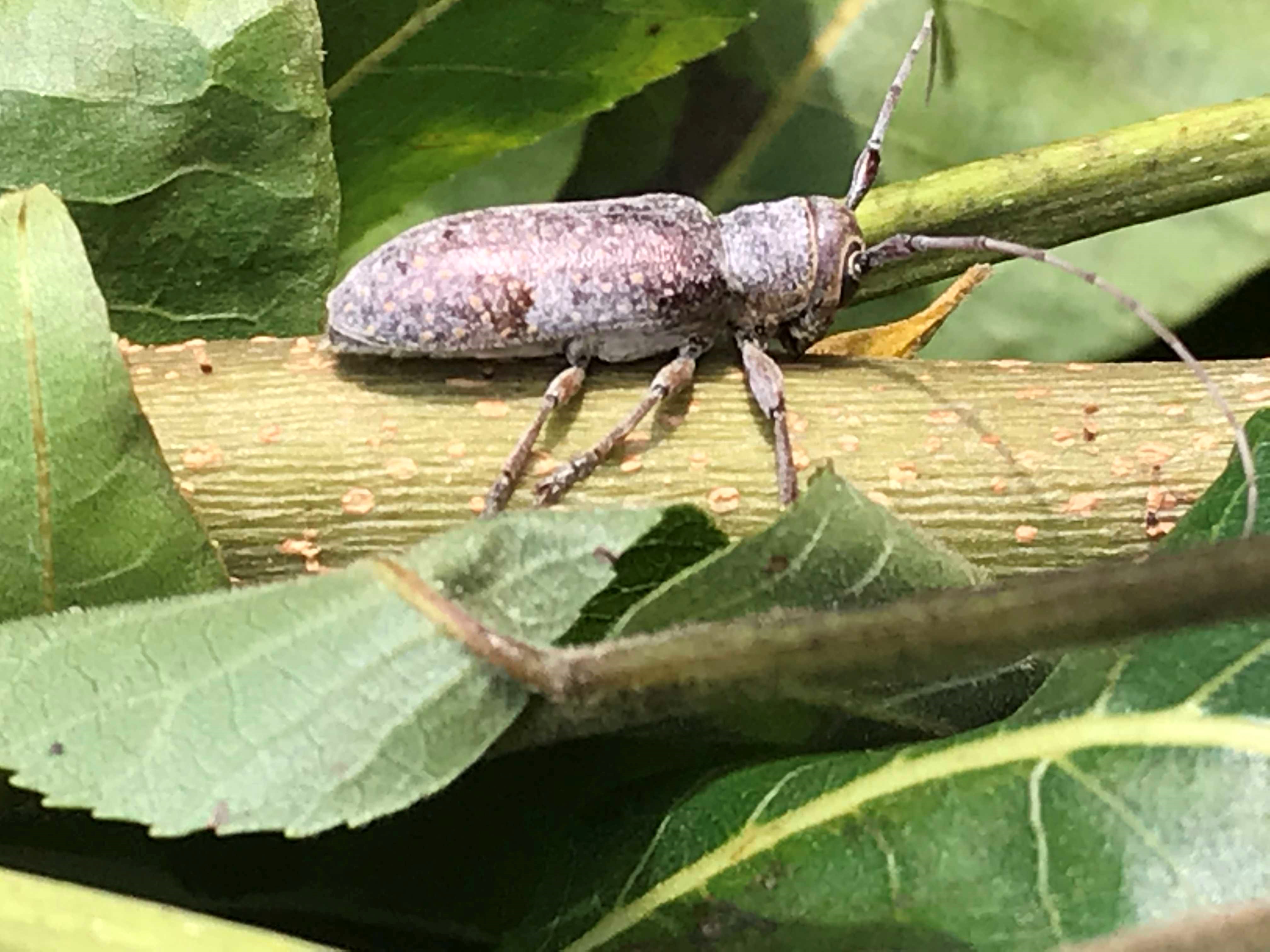 Twig Girdler adult