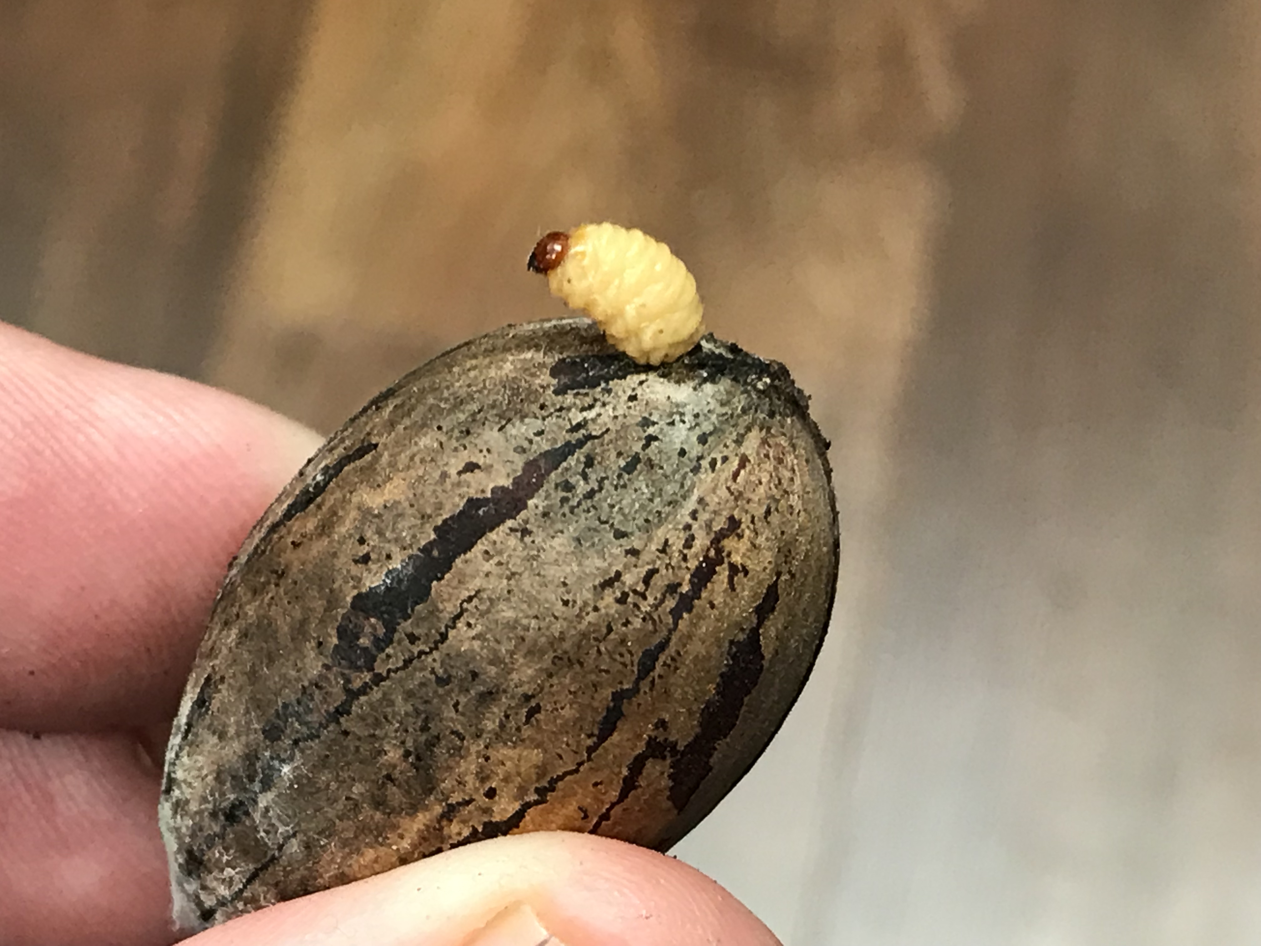 Emerging pecan weevil larvae