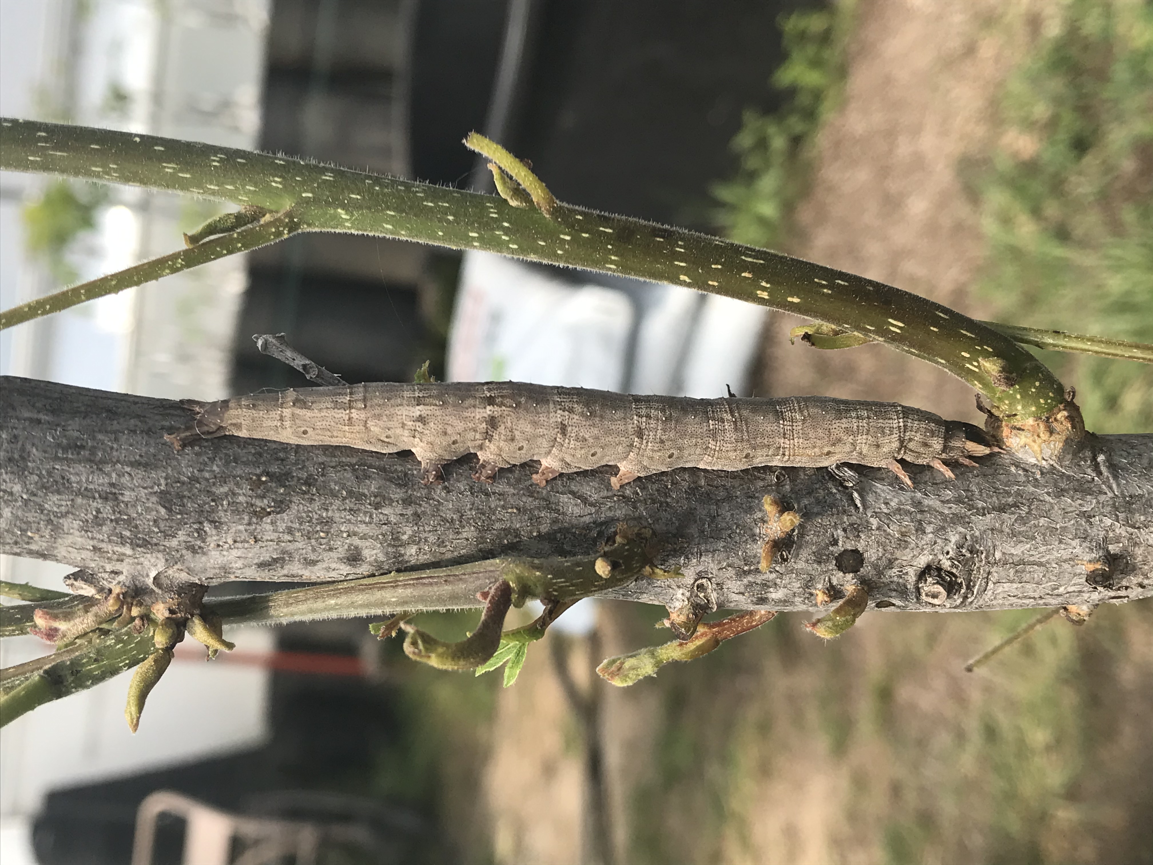 Catocala on young tree