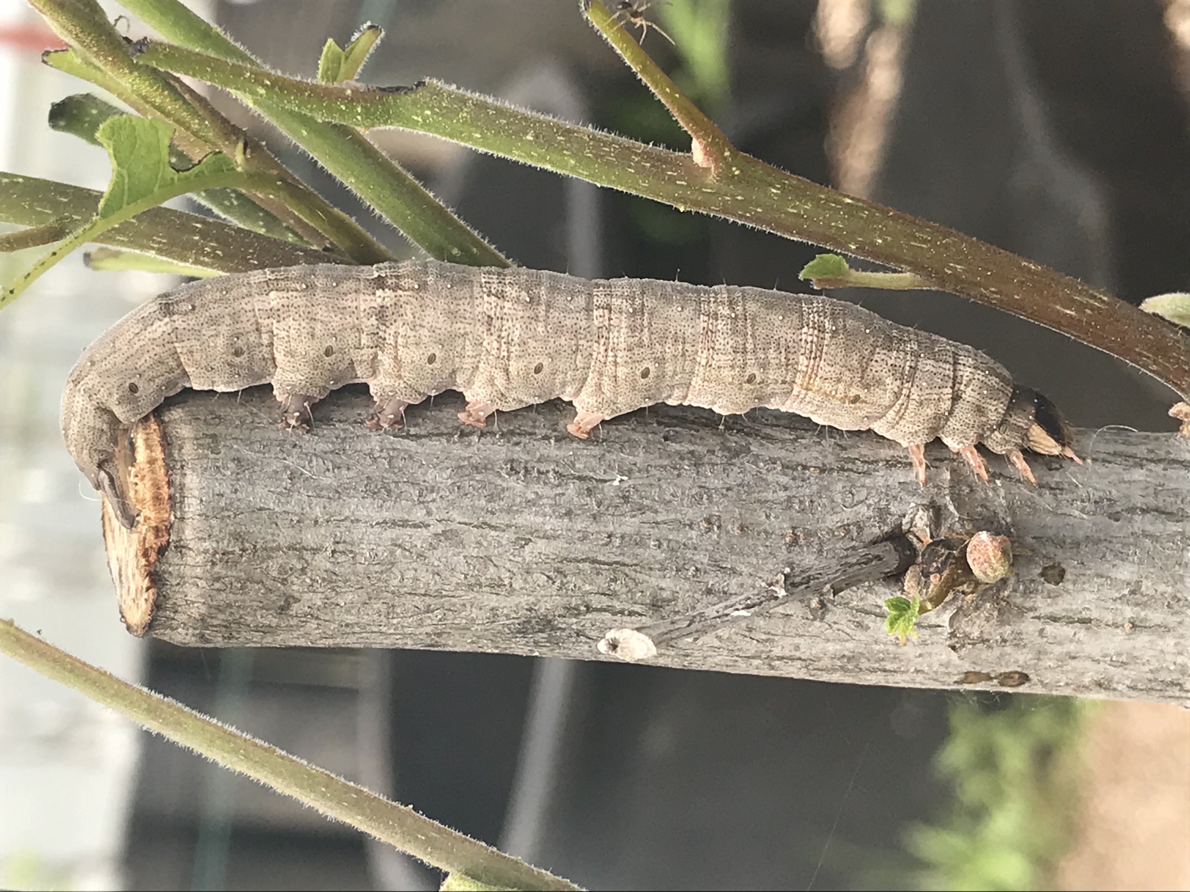 Pecan Catocalla