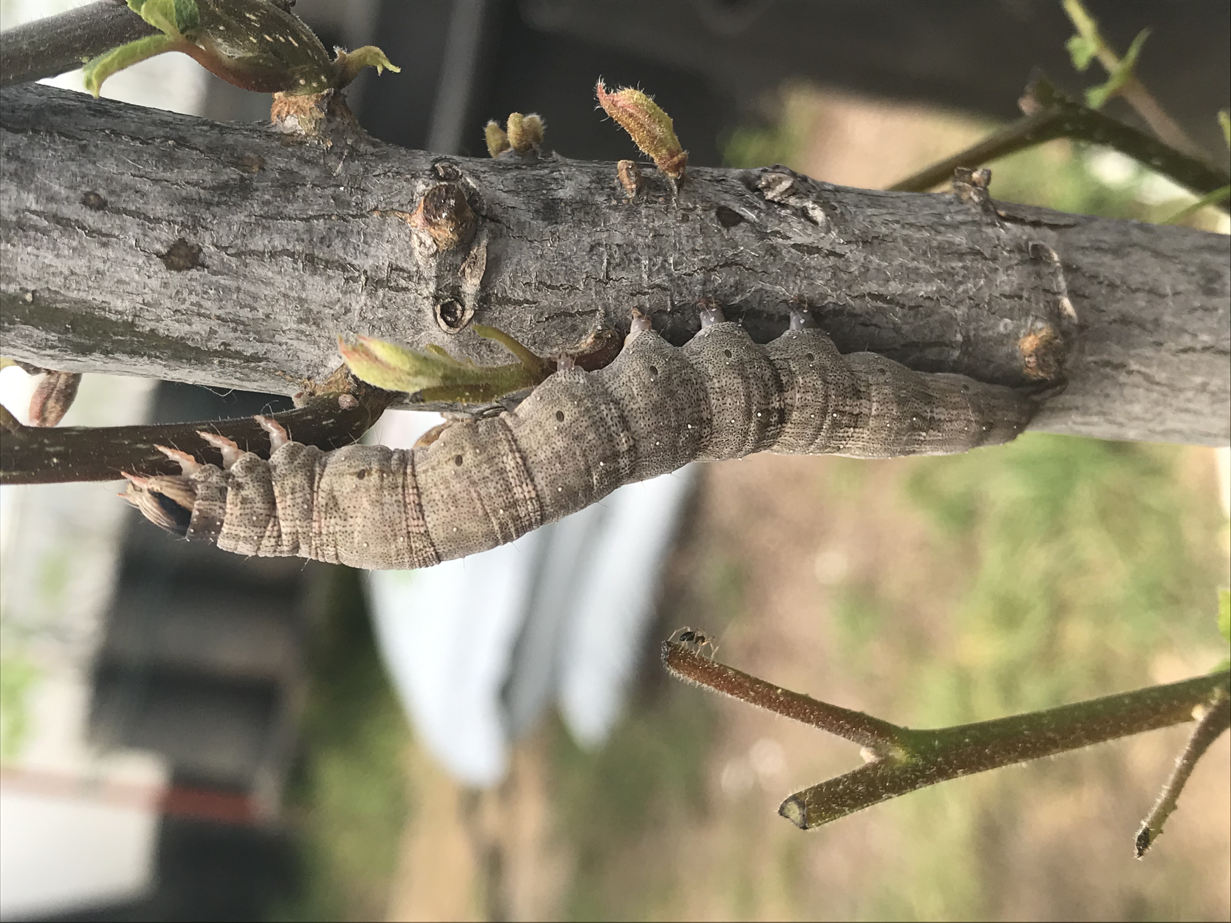 Pecan Catocala on young tree