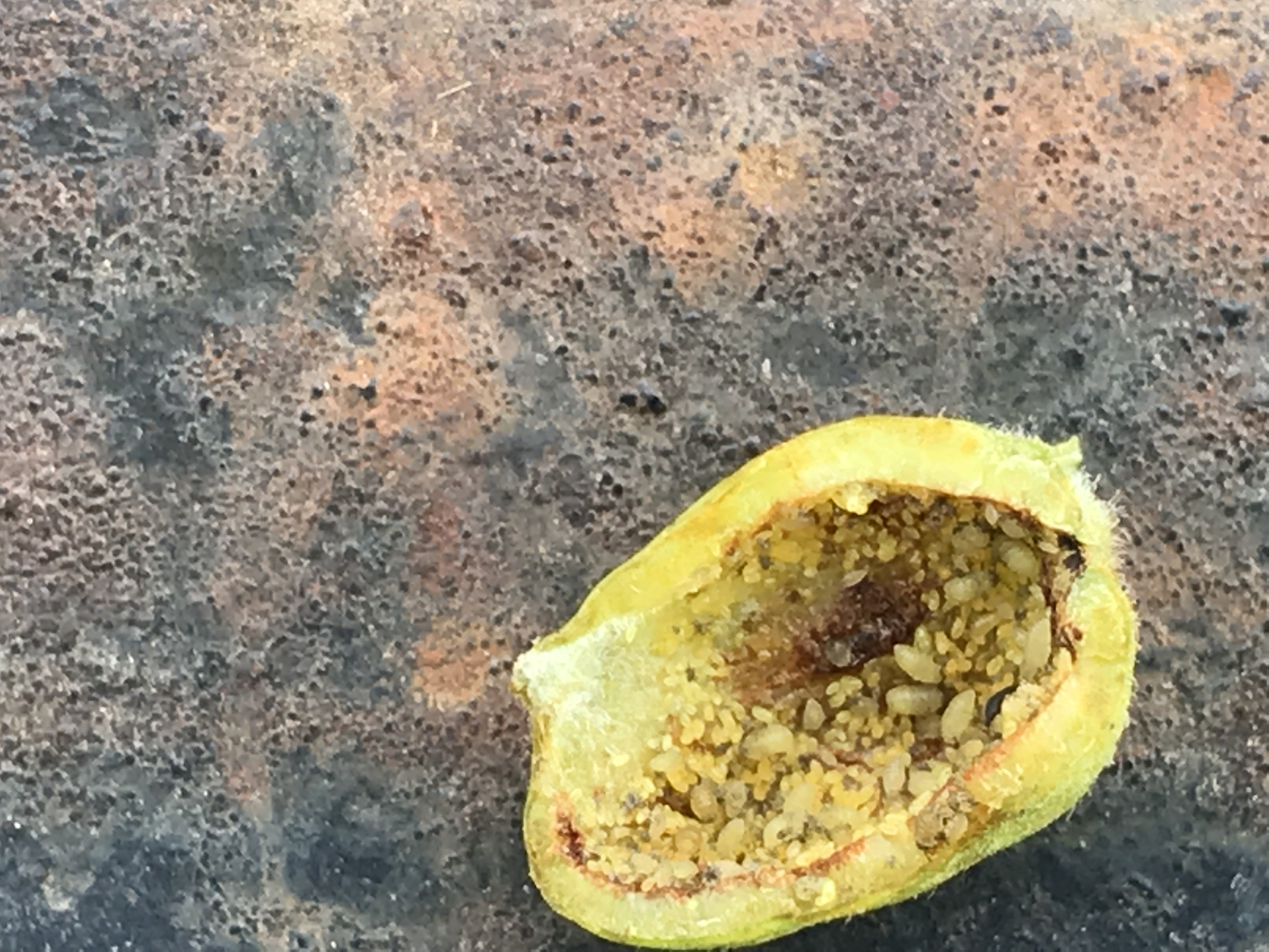 Pecan Phylloxera Inside of Gall
