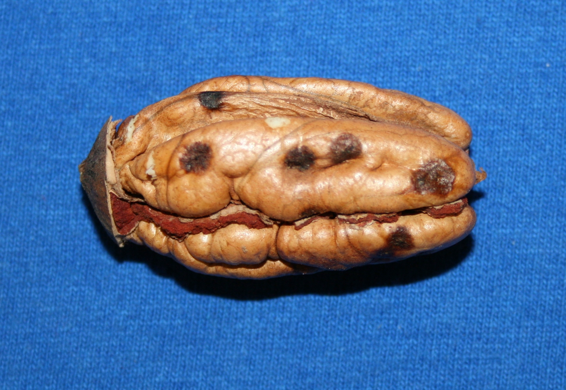 Leaf-footed Bug/Stink Bug pecan kernel damage