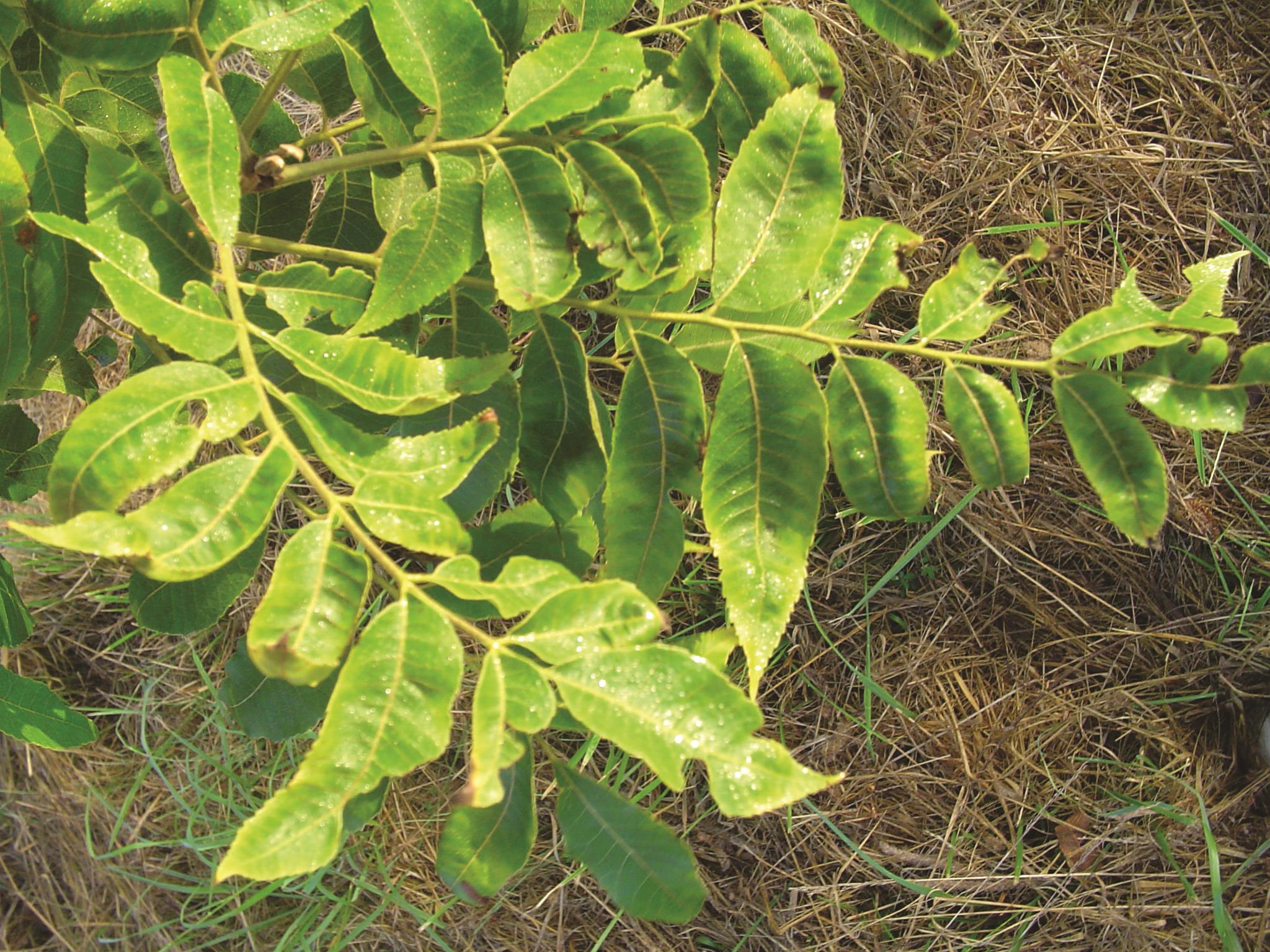 Leafhopper Damage