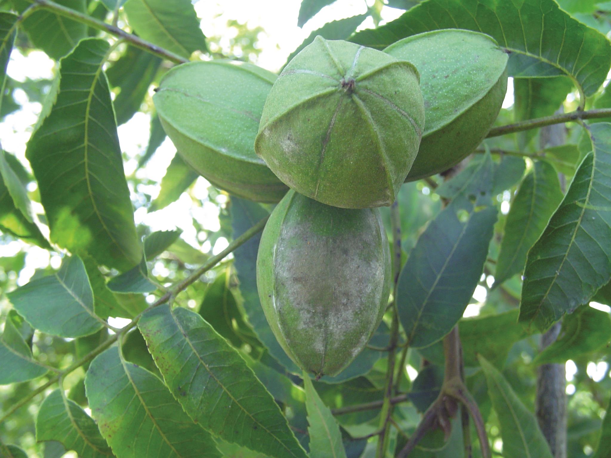 Powdery Mildew