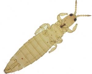 Thrips