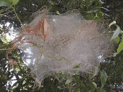 Fall Webworm