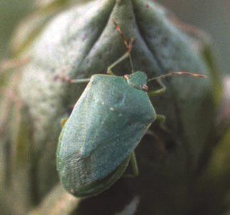 Green Stink Bug