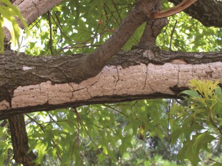 Hypoxylon Canker