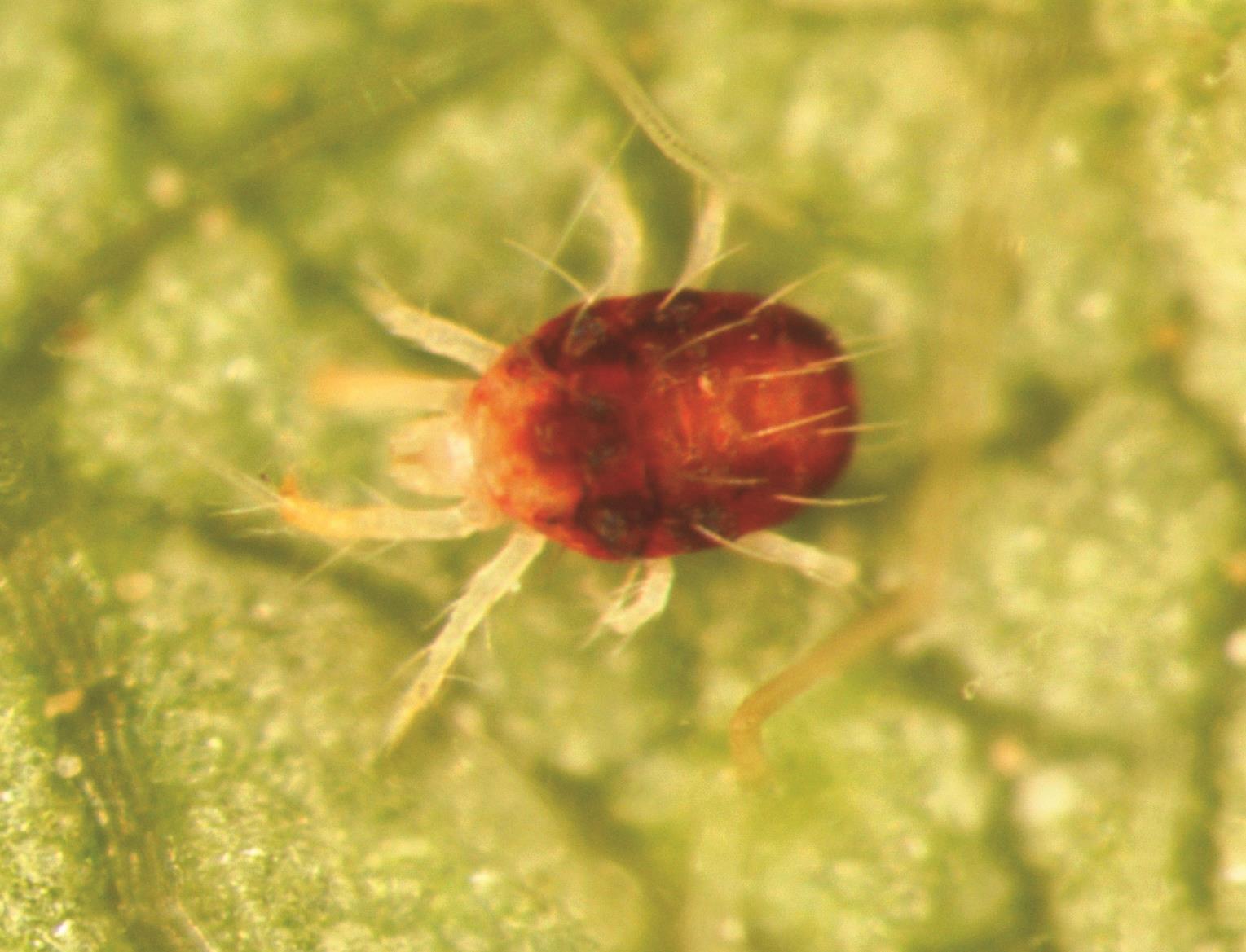 mite