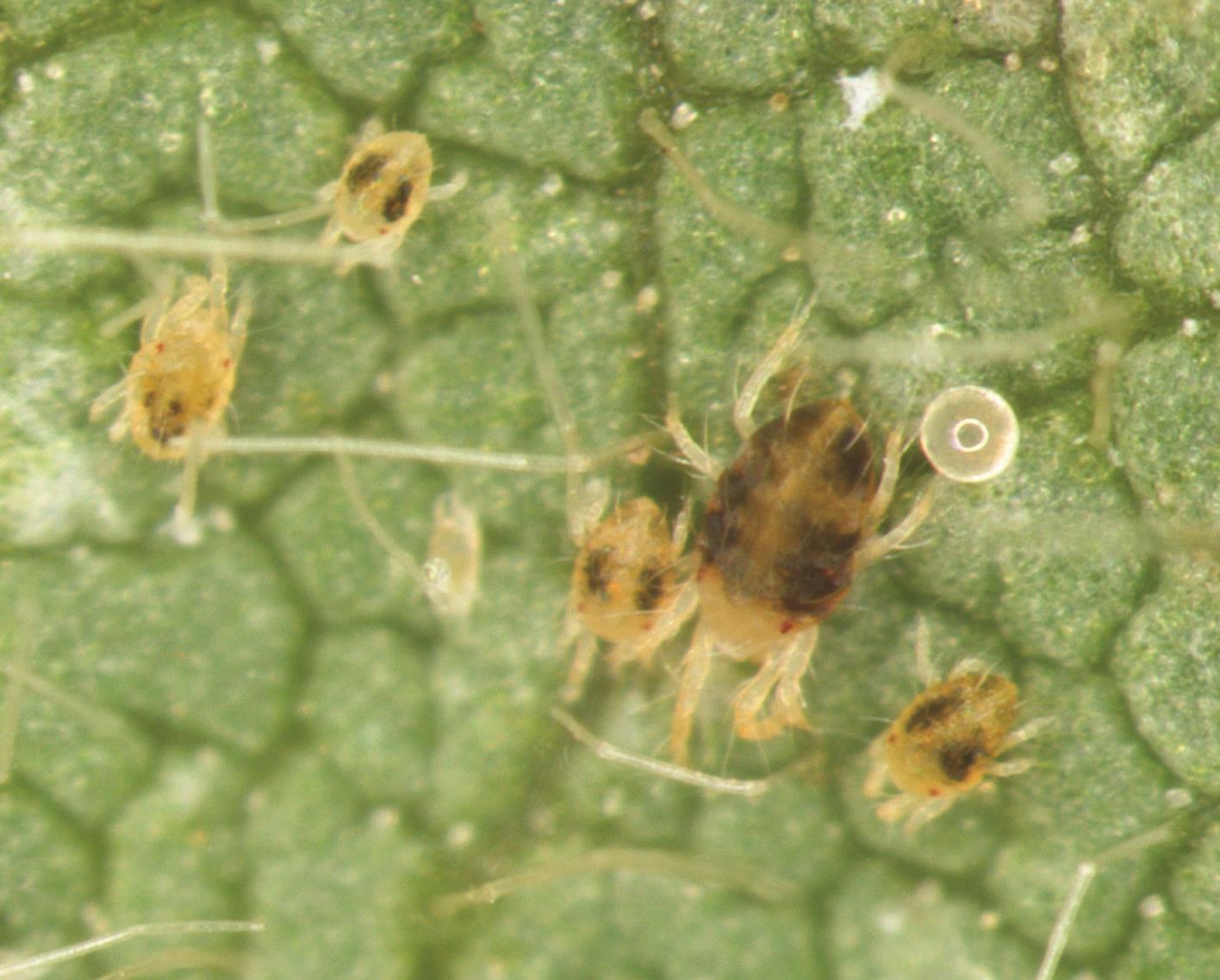 mites