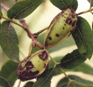 Pecan Nut Scab