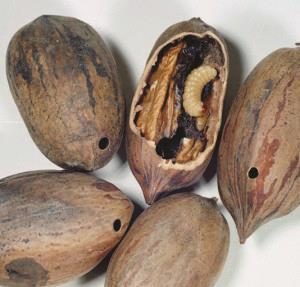 Pecan Weevil Larva and Nut Damage