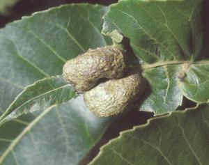 Pecan Phylloxera Gall