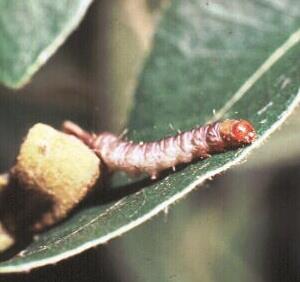 Pecan Nut Casebearer Larva