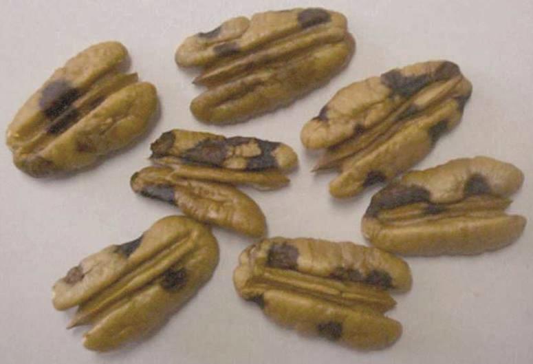 Stink Bug Damage