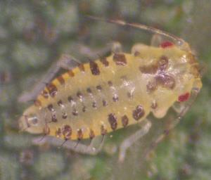 Yellow Pecan Aphid